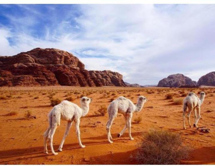 Star Magic Camp Wadi Rum Exterior foto